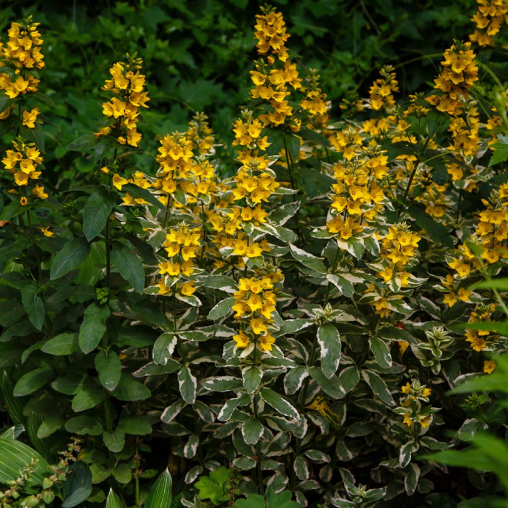 Lysimachia punctata Variegata - Gilbweiderich