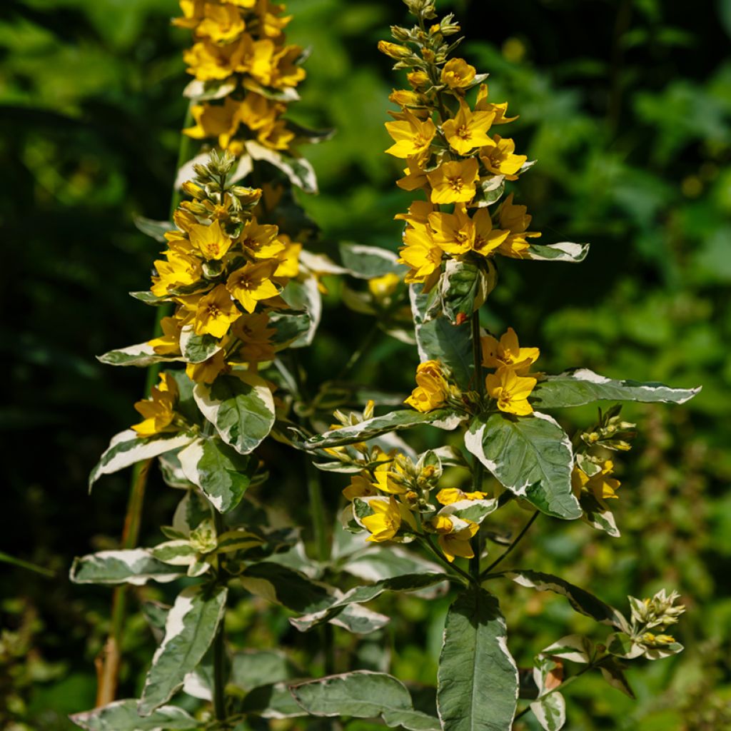 Lysimachia punctata Variegata - Gilbweiderich