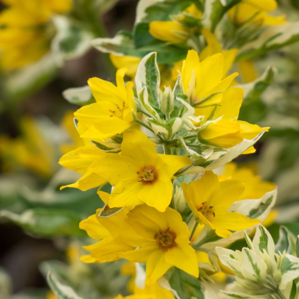 Lysimachia punctata Variegata - Gilbweiderich