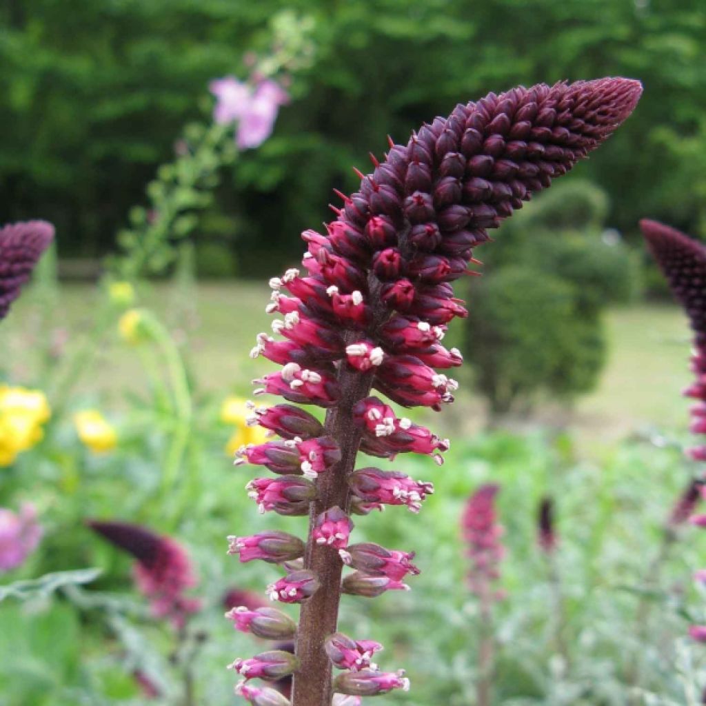 Lysimachia atropurpurea Beaujolais - Purpurroter Gilbweiderich