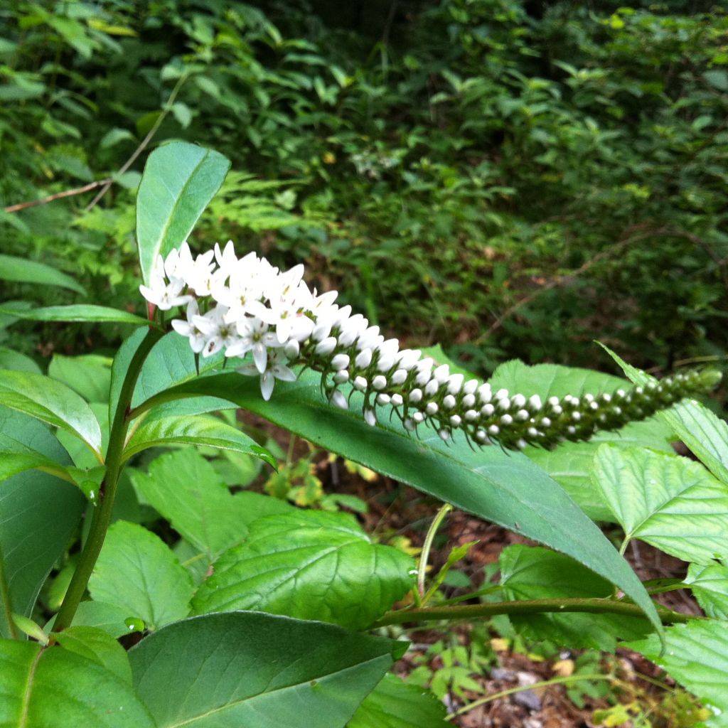 Lysimachia barystachys - Gilbweiderich