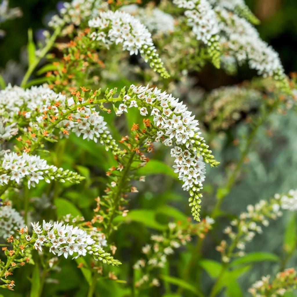 Lysimachia barystachys, Lysimaque