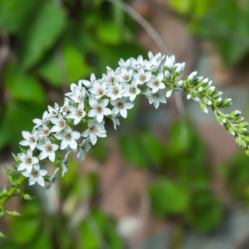 Lysimachia barystachys - Gilbweiderich