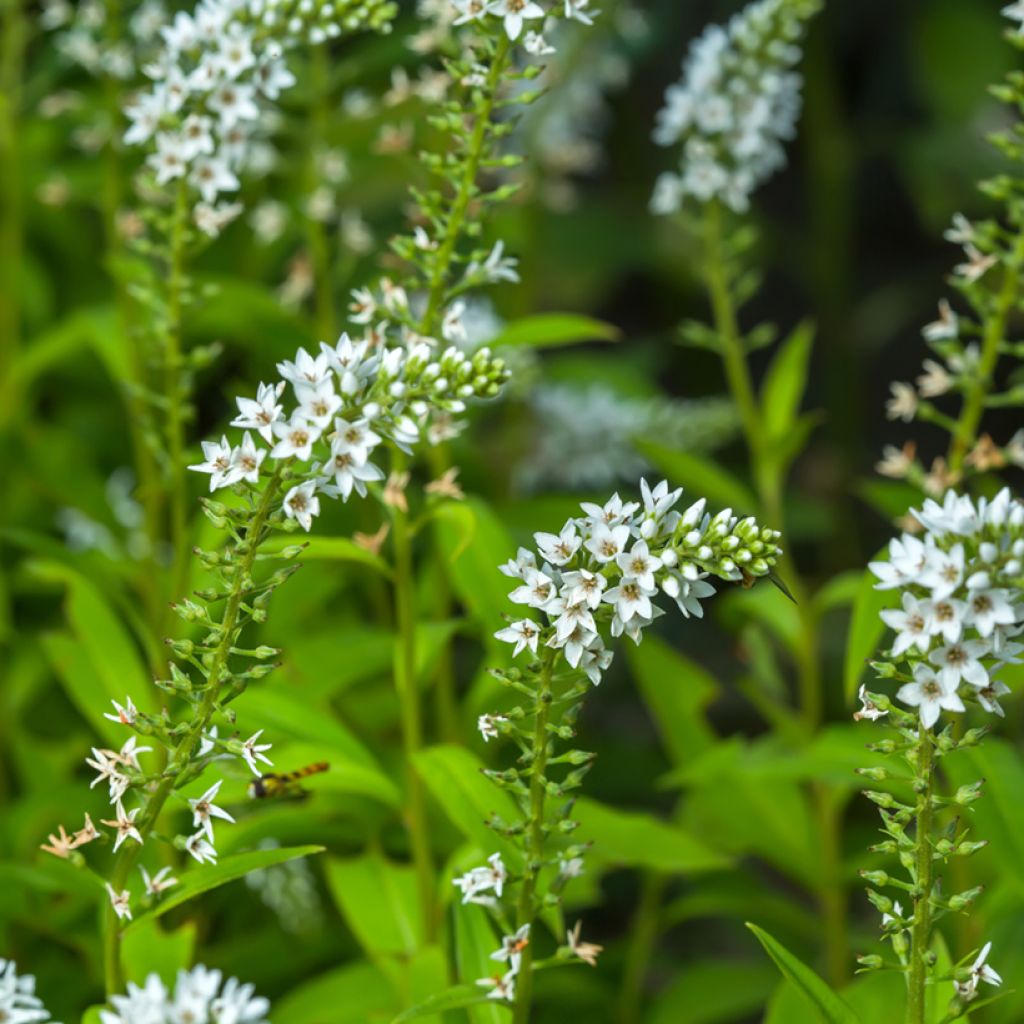 Lysimachia barystachys - Gilbweiderich