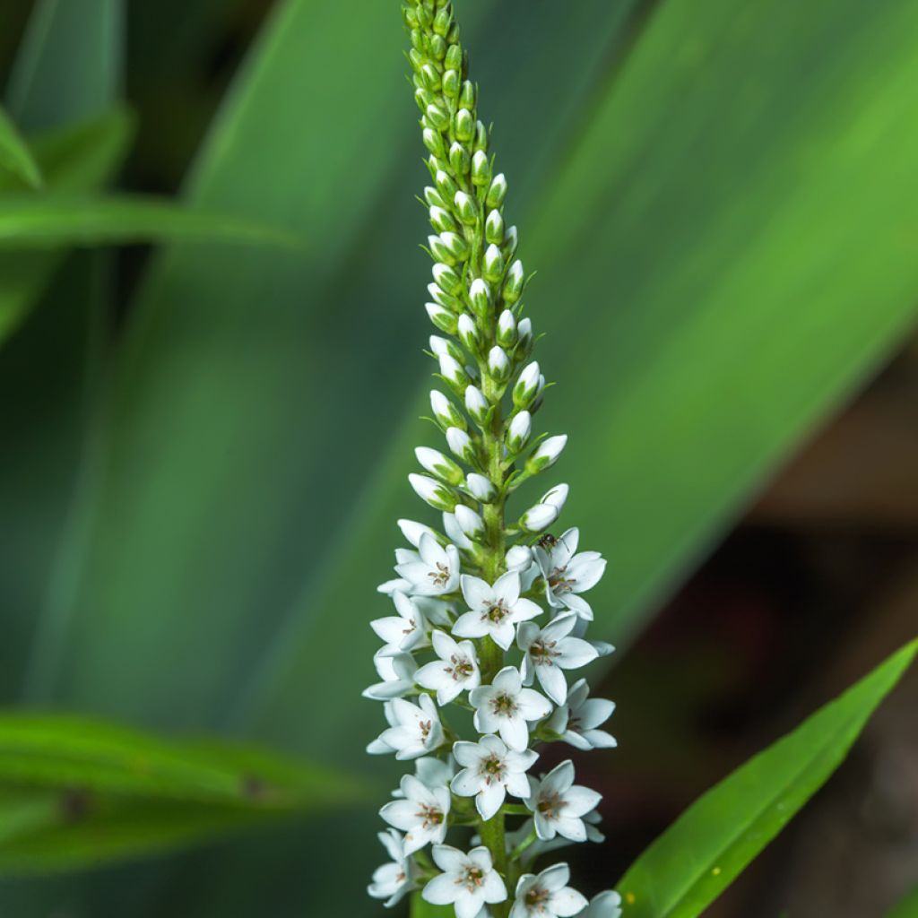 Lysimachia barystachys - Gilbweiderich