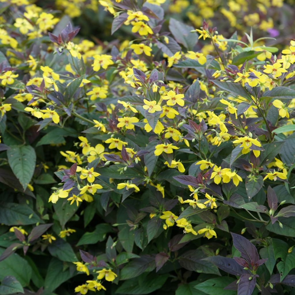 Lysimachia ciliata Fire Cracker - Bronze-Felberich