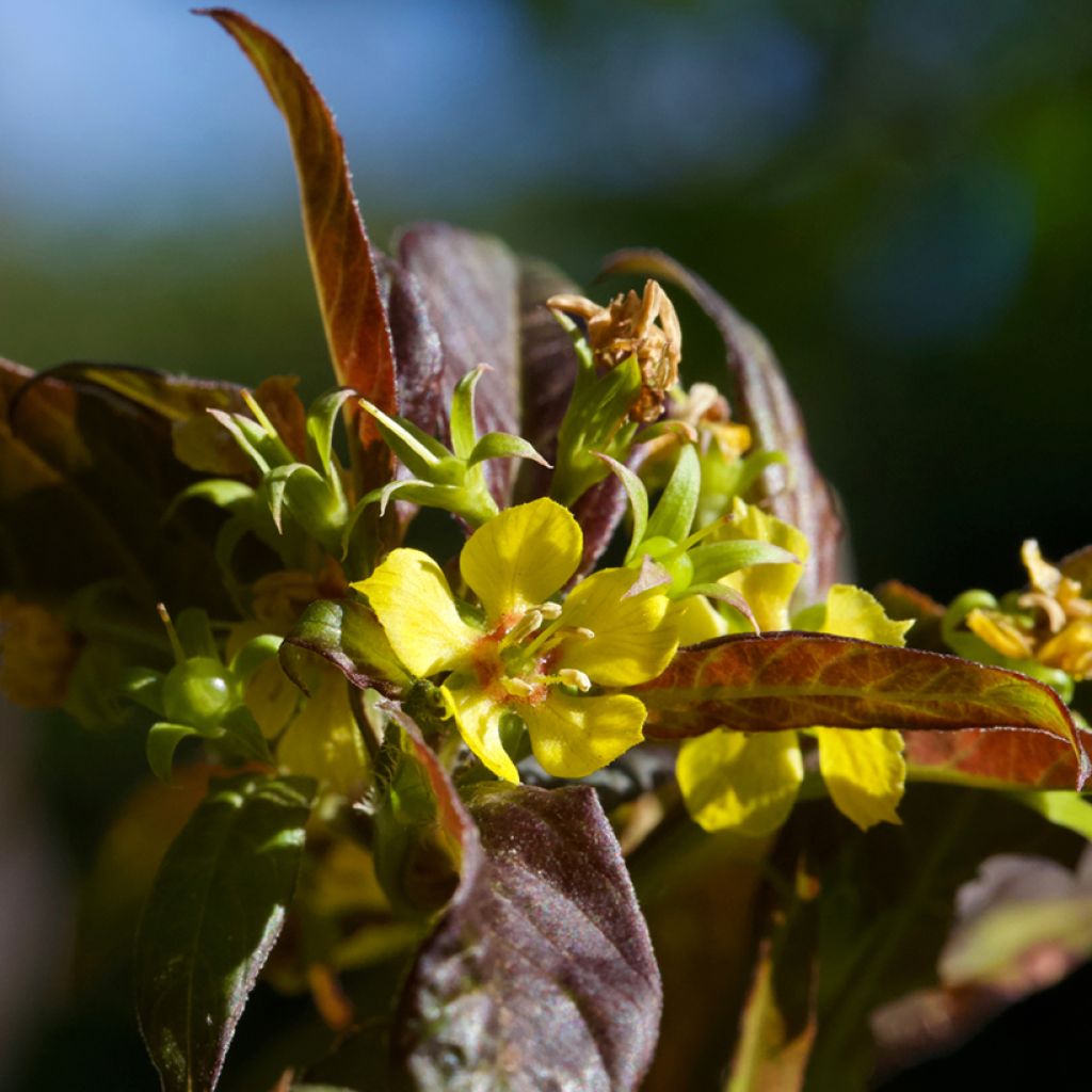 Lysimachia ciliata Fire Cracker - Bronze-Felberich