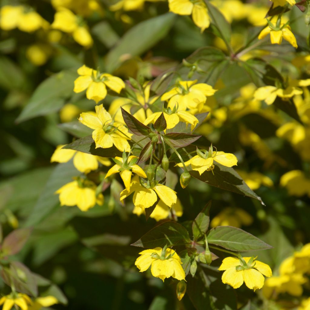 Lysimachia ciliata Fire Cracker - Bronze-Felberich