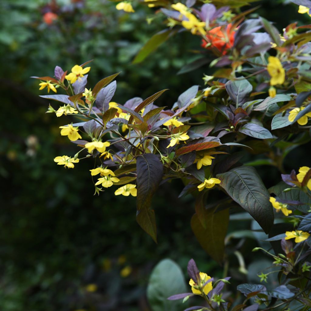 Lysimachia ciliata Fire Cracker - Bronze-Felberich