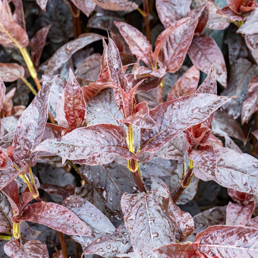 Lysimachia ciliata Fire Cracker - Bronze-Felberich