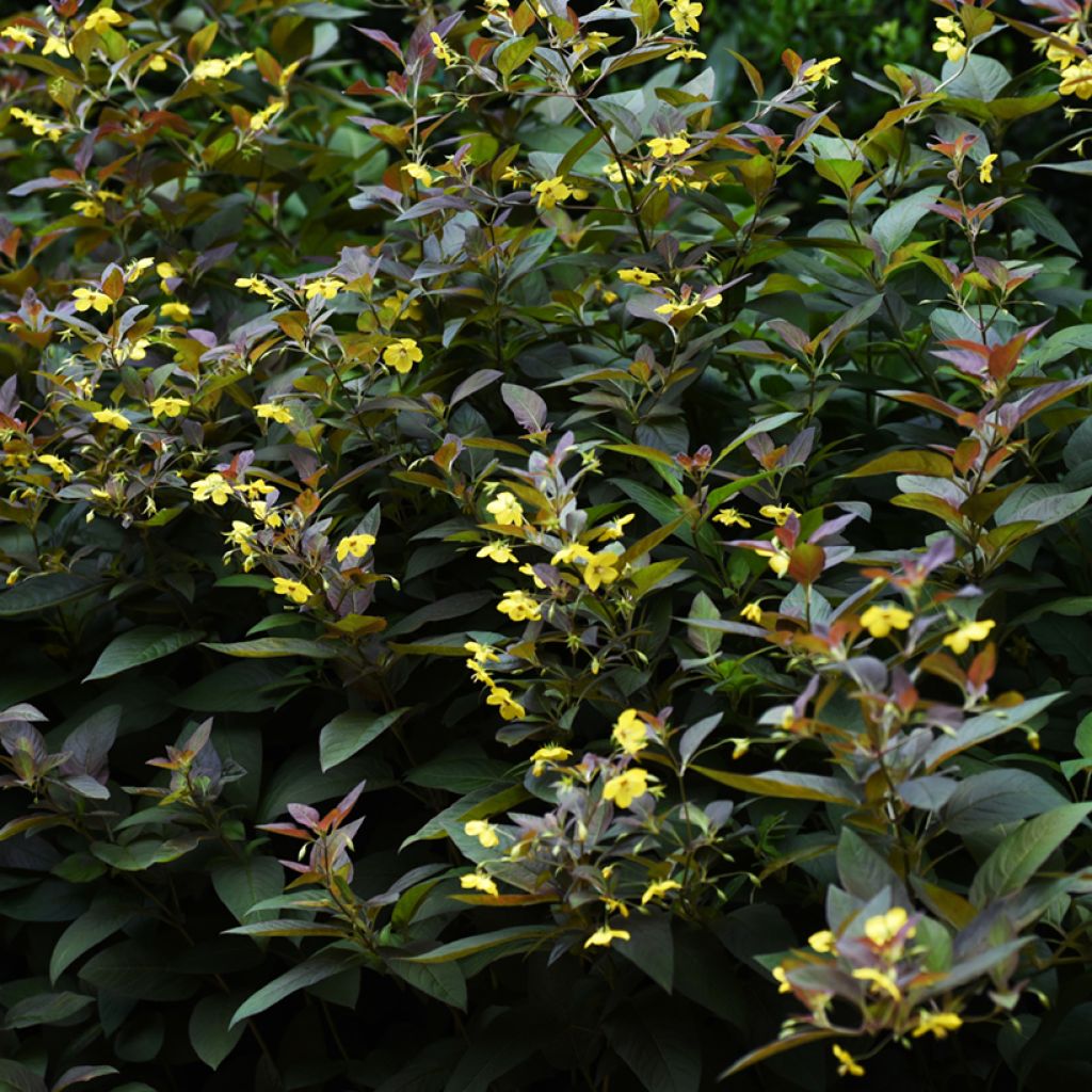 Lysimachia ciliata Fire Cracker - Bronze-Felberich