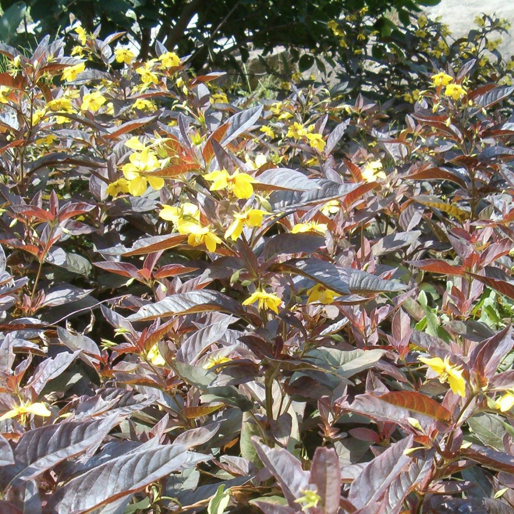 Lysimachia ciliata Fire Cracker - Bronze-Felberich