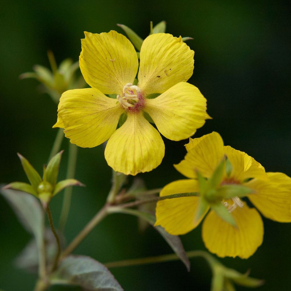 Lysimachia ciliata Fire Cracker - Bronze-Felberich