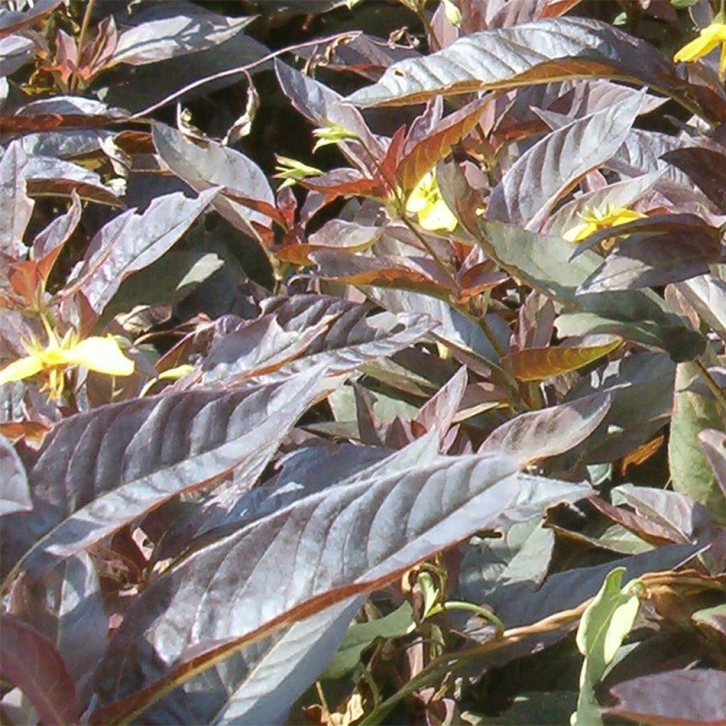 Lysimachia ciliata Fire Cracker - Bronze-Felberich