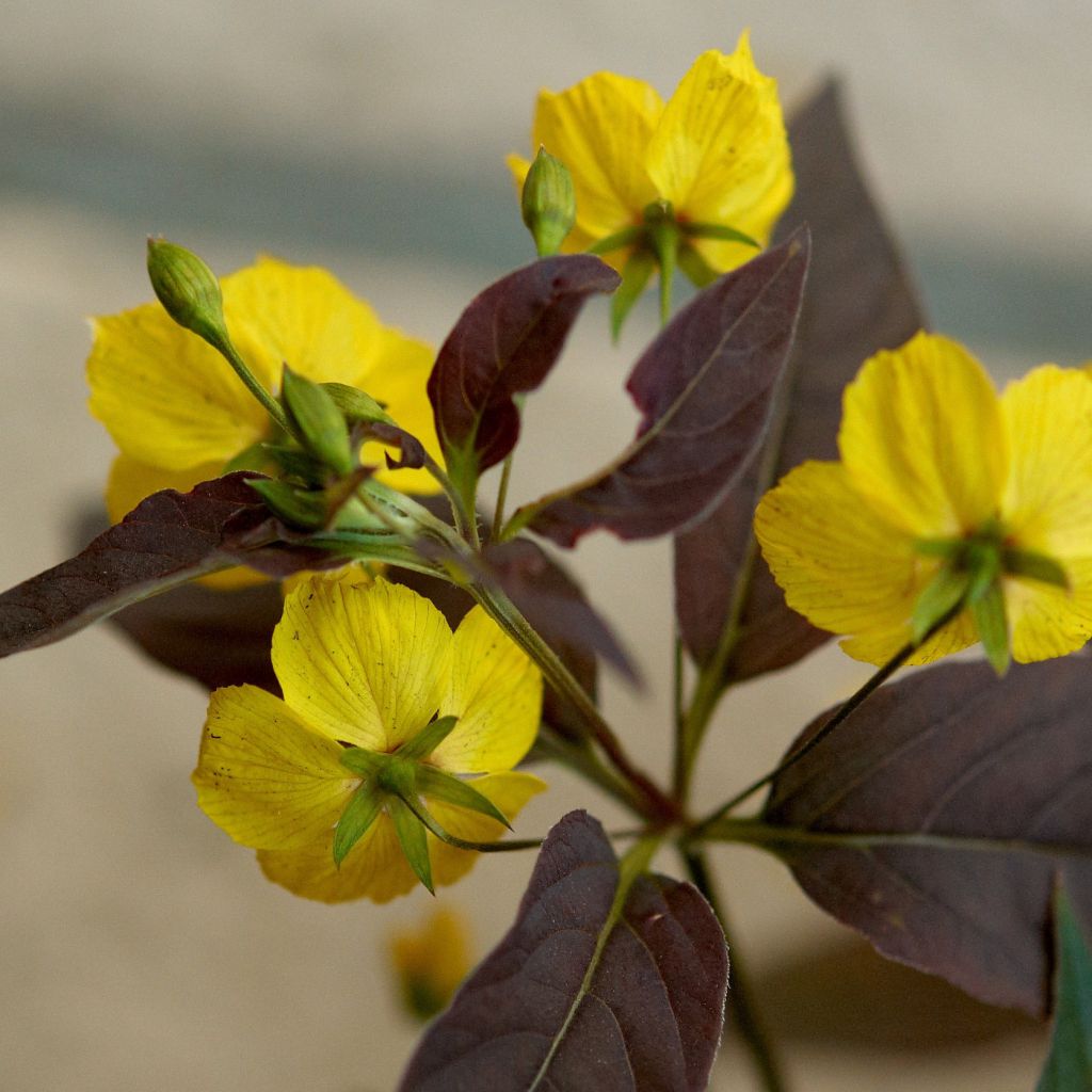 Lysimachia ciliata Fire Cracker - Bronze-Felberich