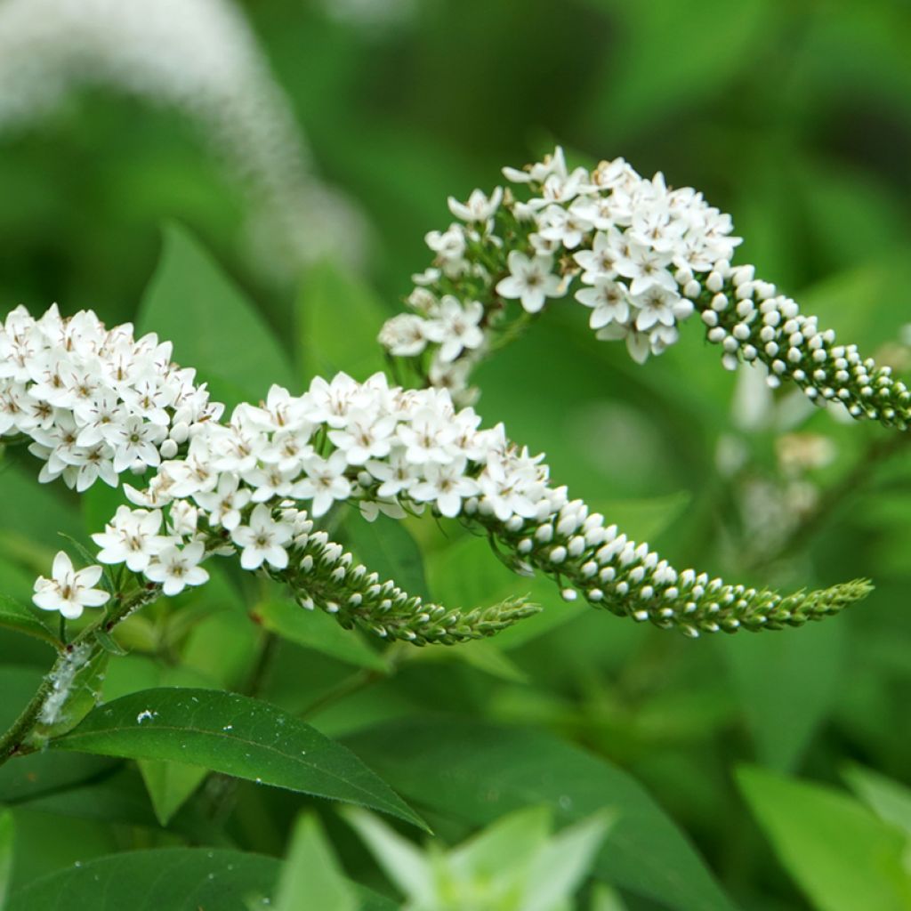 Lysimachia clethroides - Schnee-Felberich