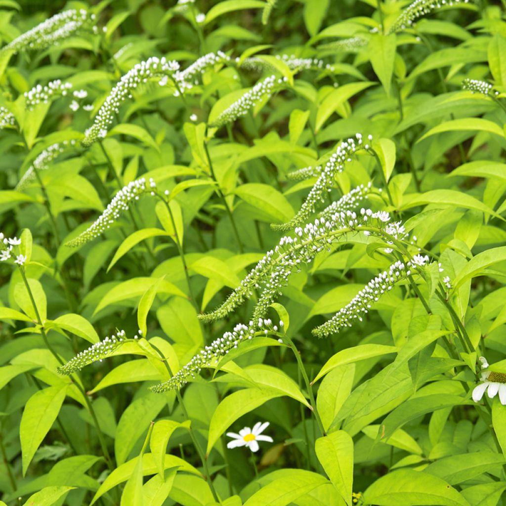 Lysimachia clethroides - Schnee-Felberich