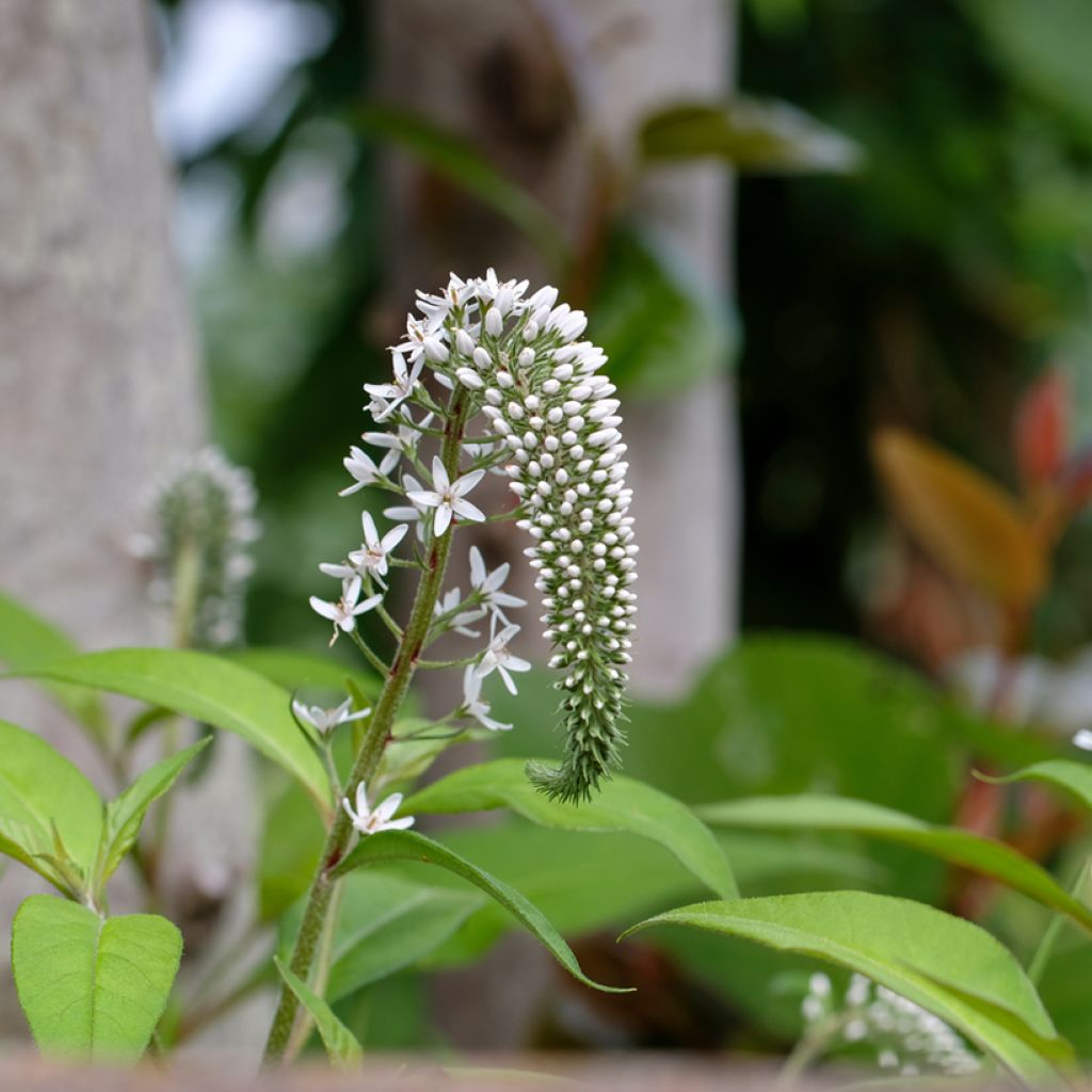 Lysimachia clethroides - Schnee-Felberich