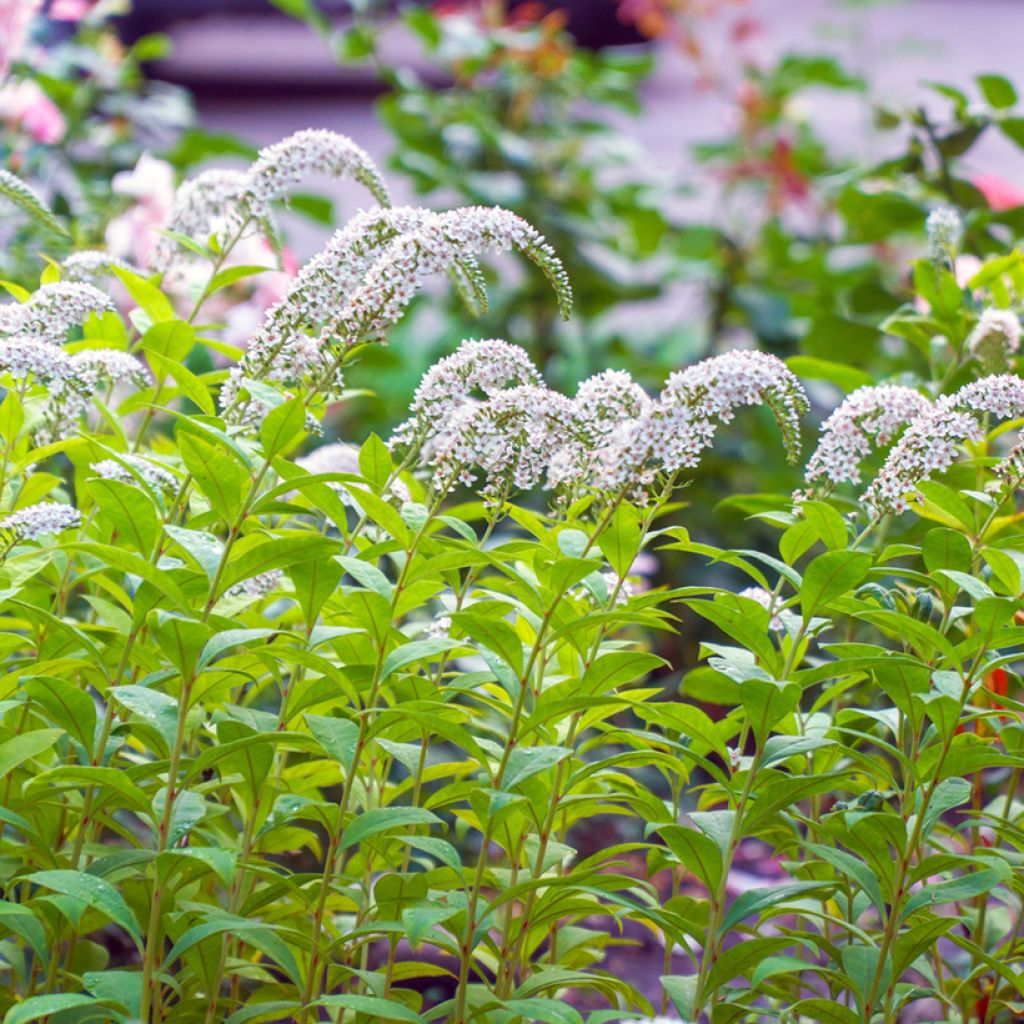 Lysimachia clethroides - Schnee-Felberich