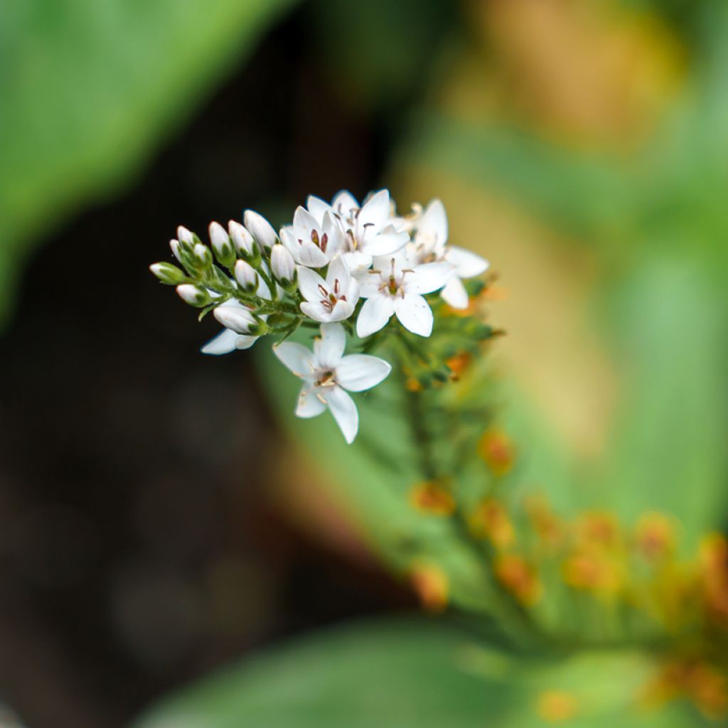 Lysimachia clethroides - Schnee-Felberich