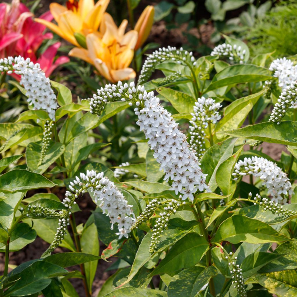 Lysimachia clethroides - Schnee-Felberich