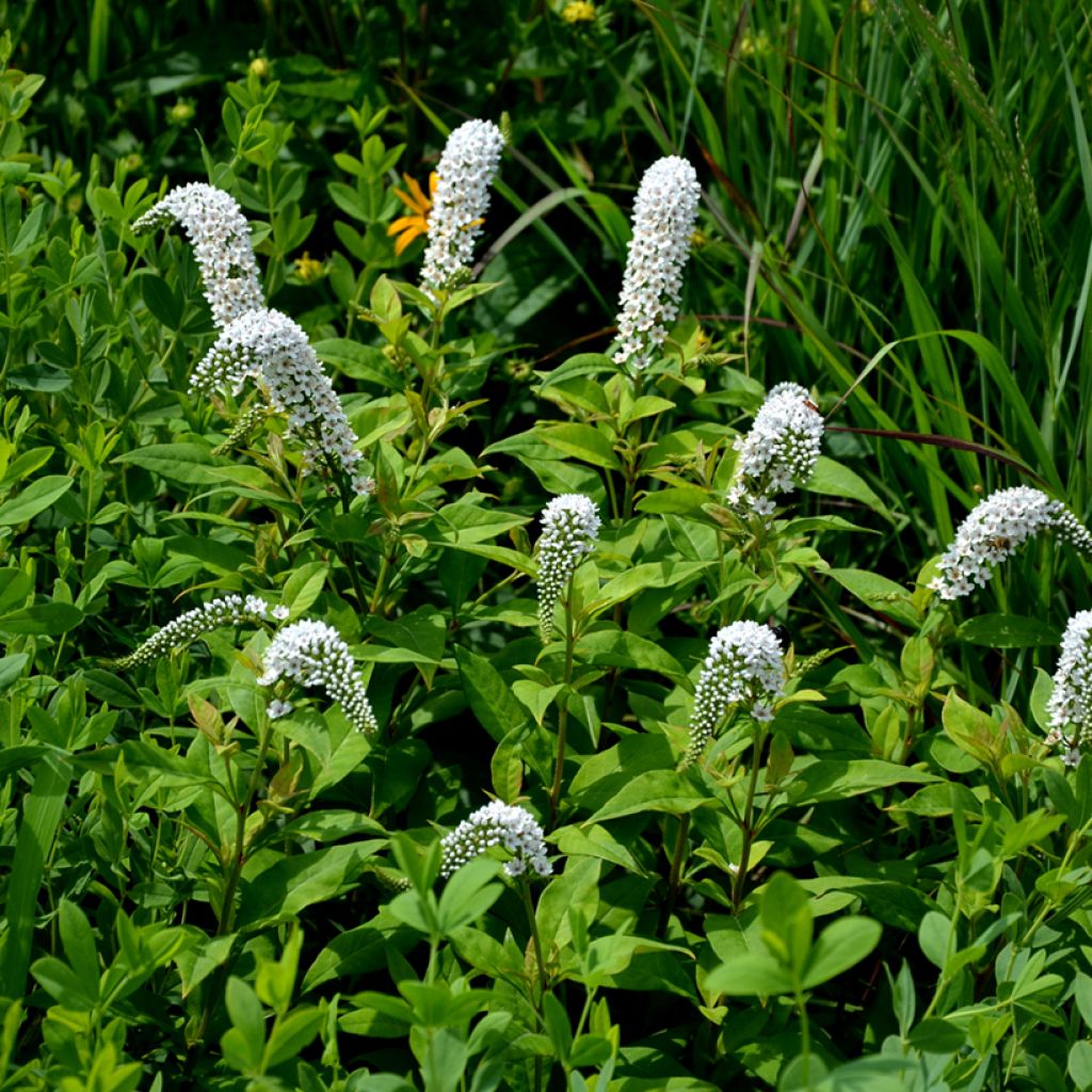 Lysimachia clethroides - Schnee-Felberich