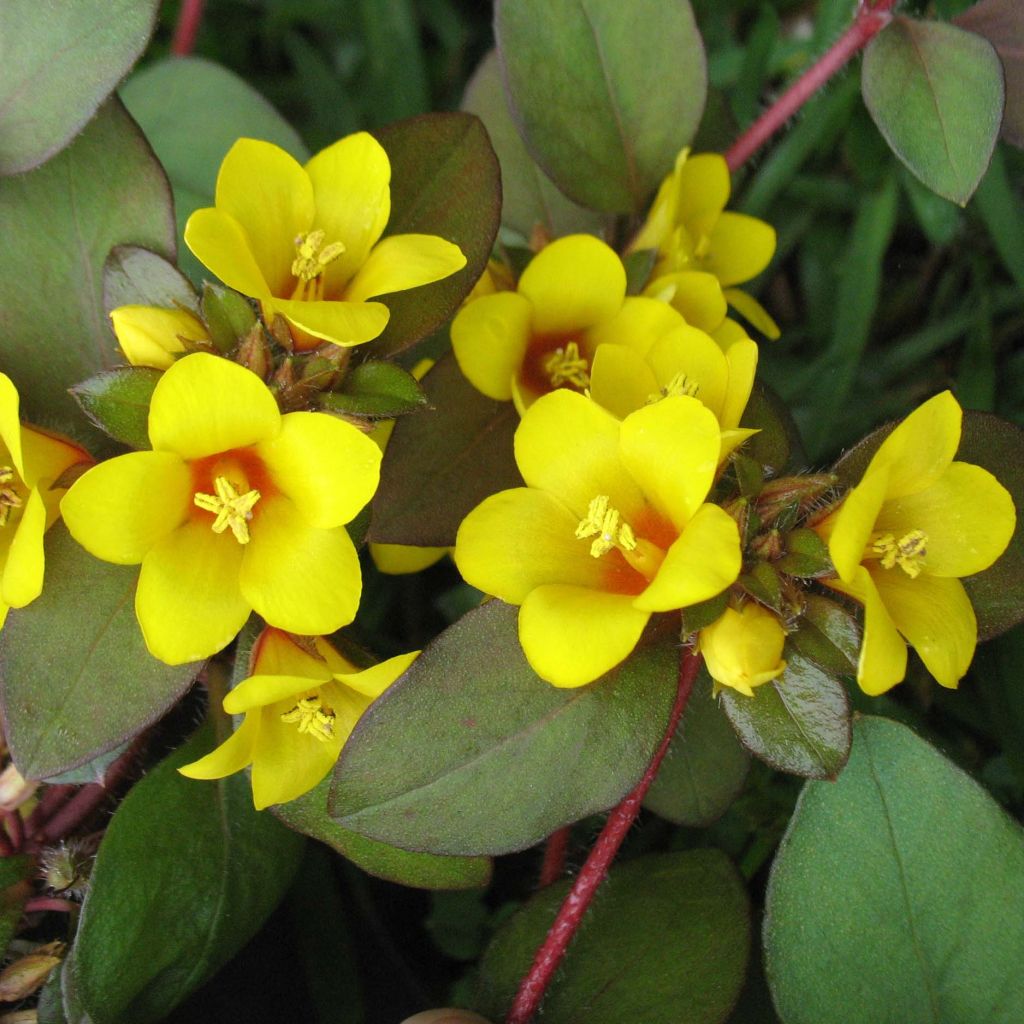 Lysimachia congestiflora - Gedrängtblütiger Gilbweiderich