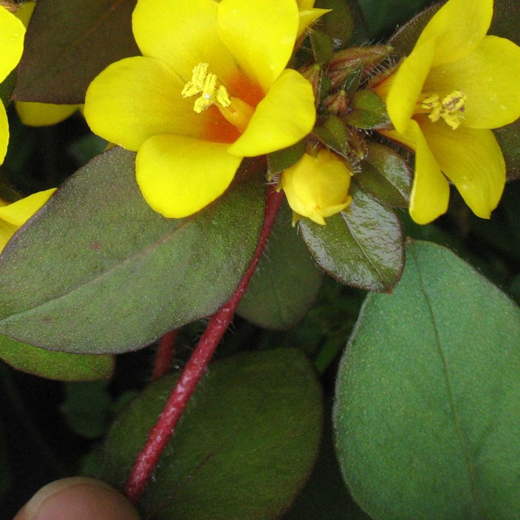 Lysimachia congestiflora - Gedrängtblütiger Gilbweiderich