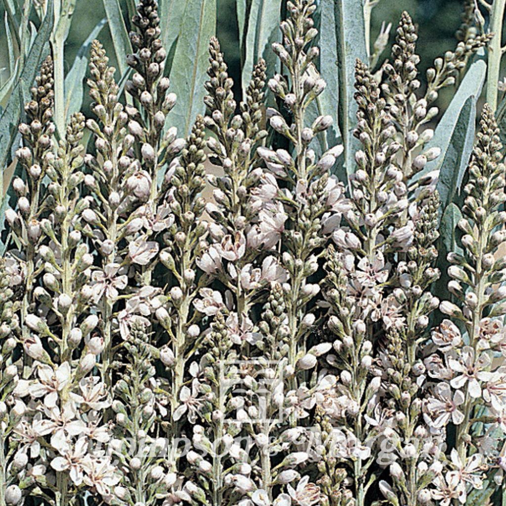 Lysimachia ephemerum (Samen) - Iberischer Felberich