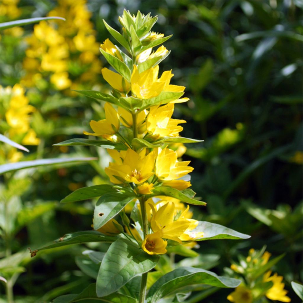 Lysimachia lichiangensis