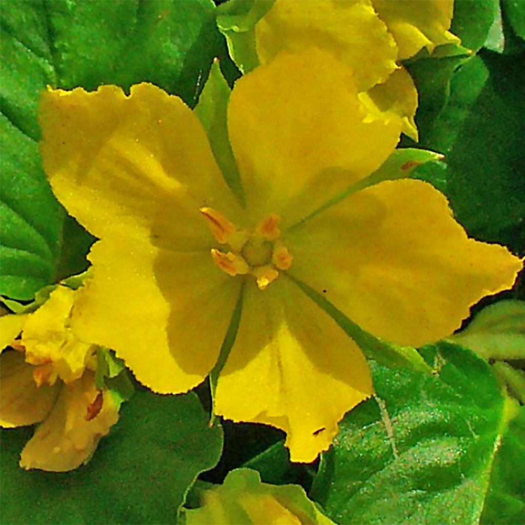 Lysimachia nummularia - Herbe aux écus