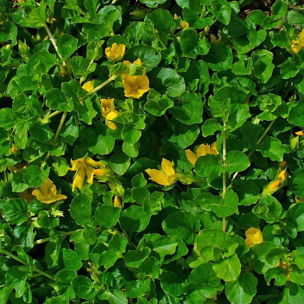 Lysimachia nummularia - Herbe aux écus