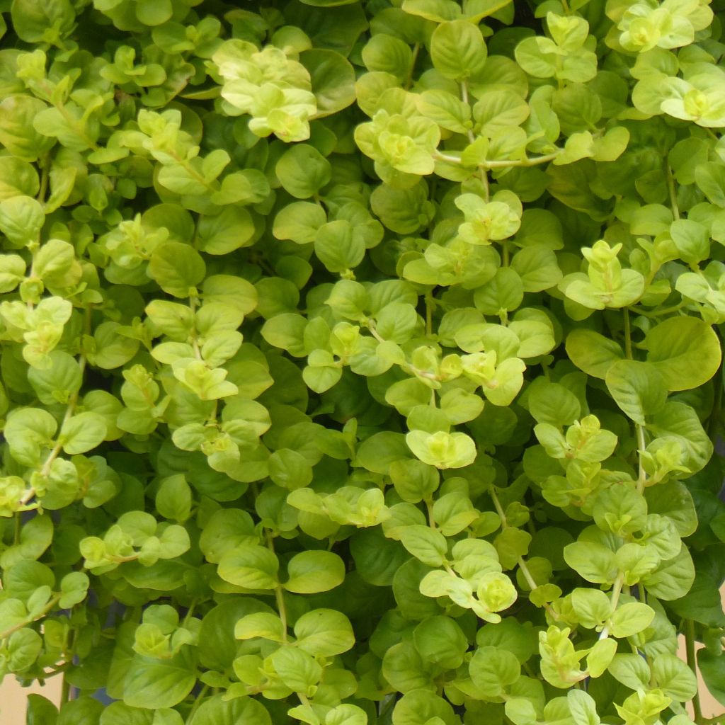 Lysimachia nummularia Goldilocks - Pfennigkraut