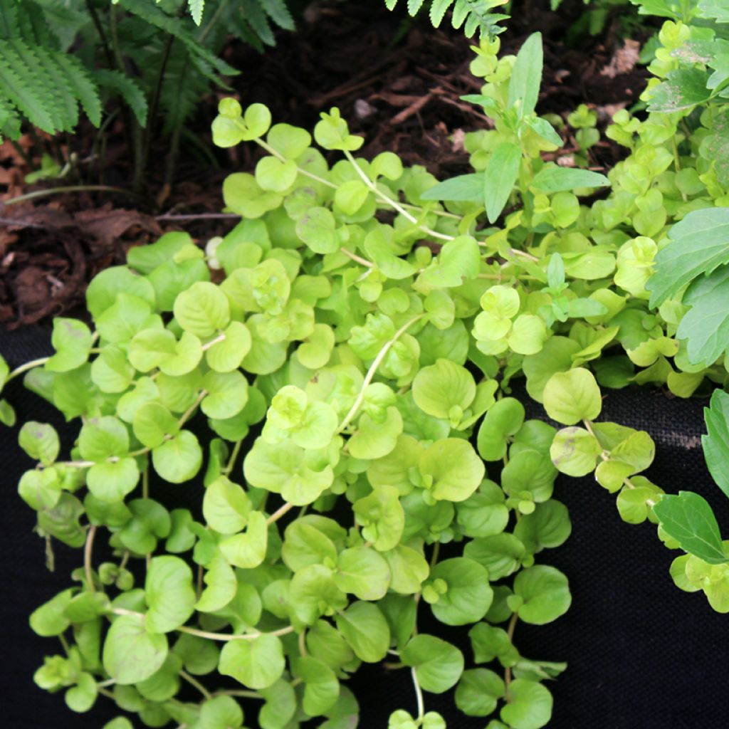 Lysimachia nummularia Goldilocks - Pfennigkraut