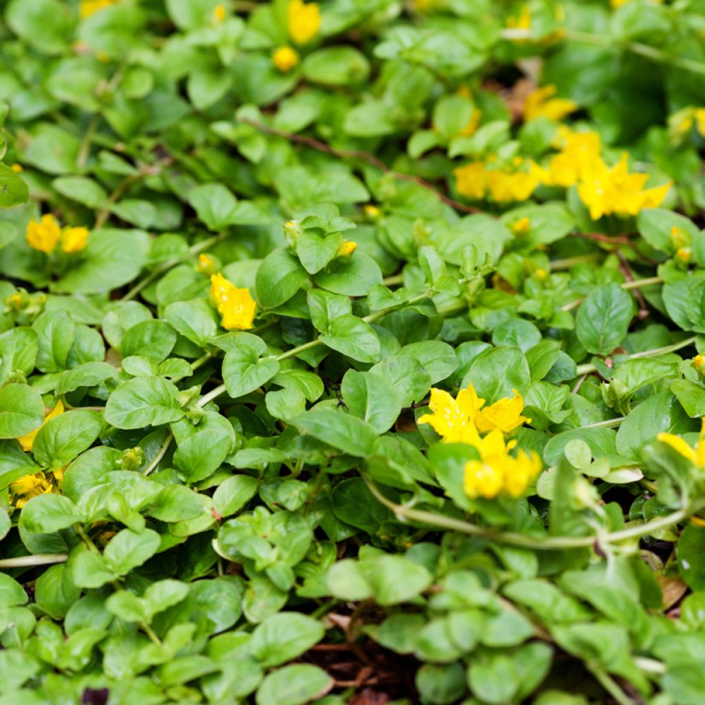 Lysimachia nummularia Goldilocks - Pfennigkraut