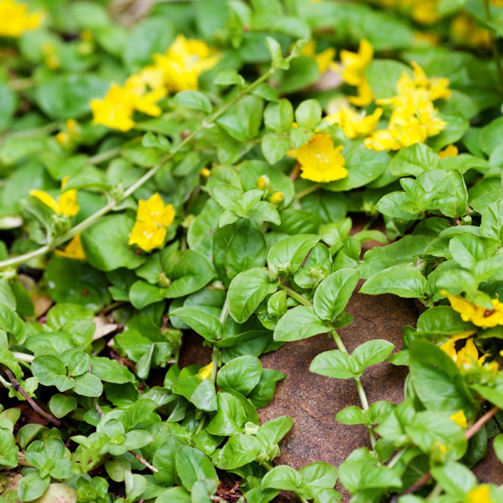 Lysimachia nummularia Goldilocks - Pfennigkraut