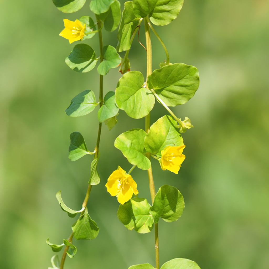 Lysimachia nummularia - Pfennigkraut