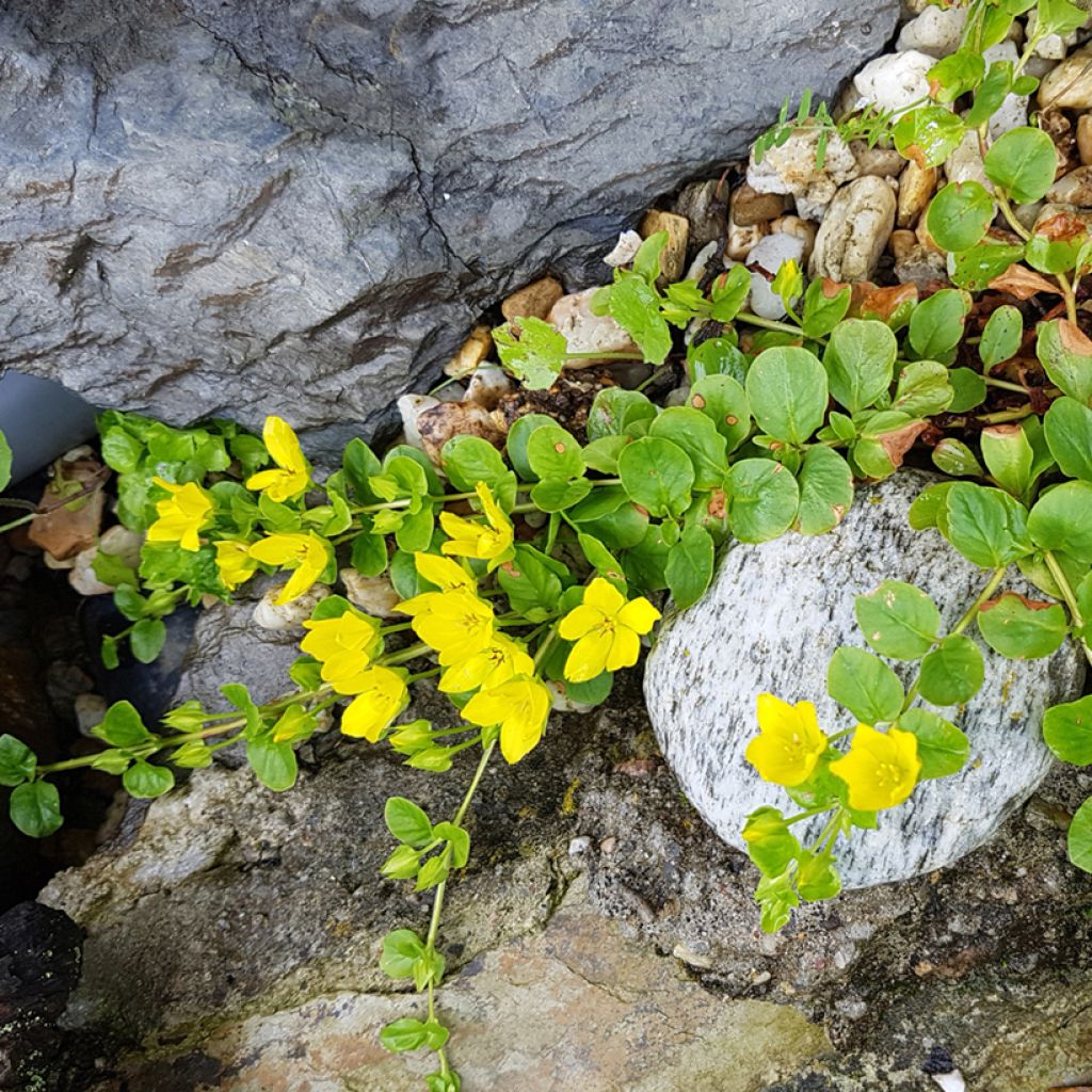 Lysimachia nummularia - Pfennigkraut