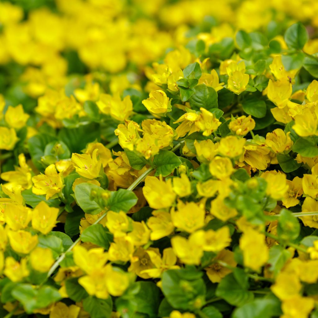 Lysimachia nummularia - Pfennigkraut