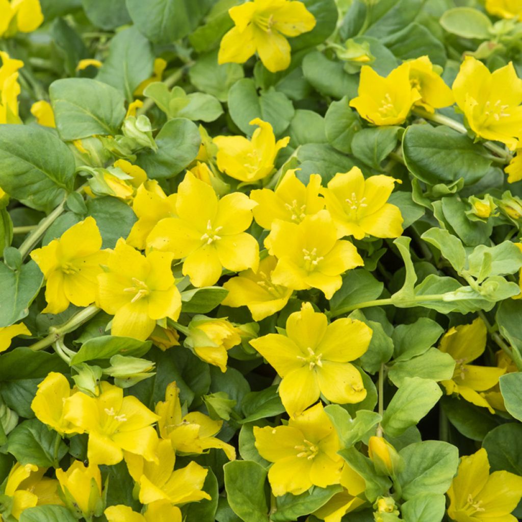 Lysimachia nummularia - Pfennigkraut