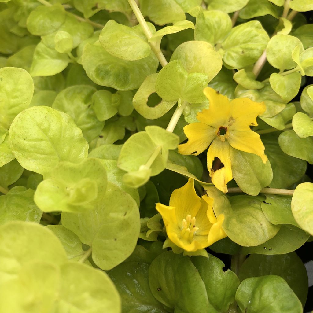 Lysimachia nummularia aurea