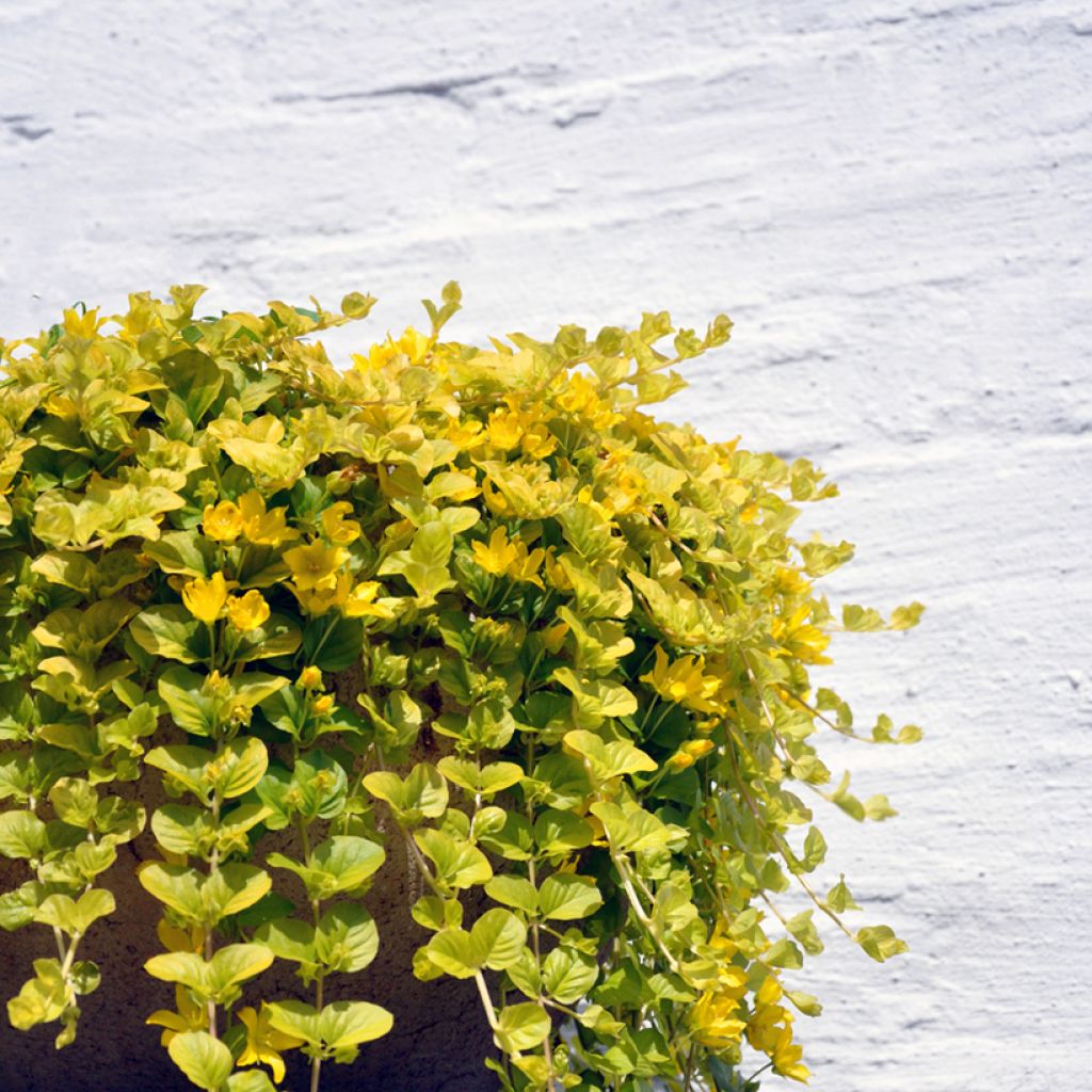 Lysimachia nummularia Aurea - Pfennigkraut