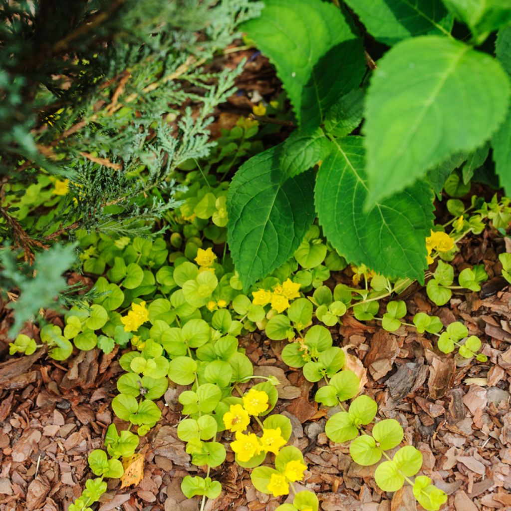 Lysimachia nummularia Aurea - Pfennigkraut