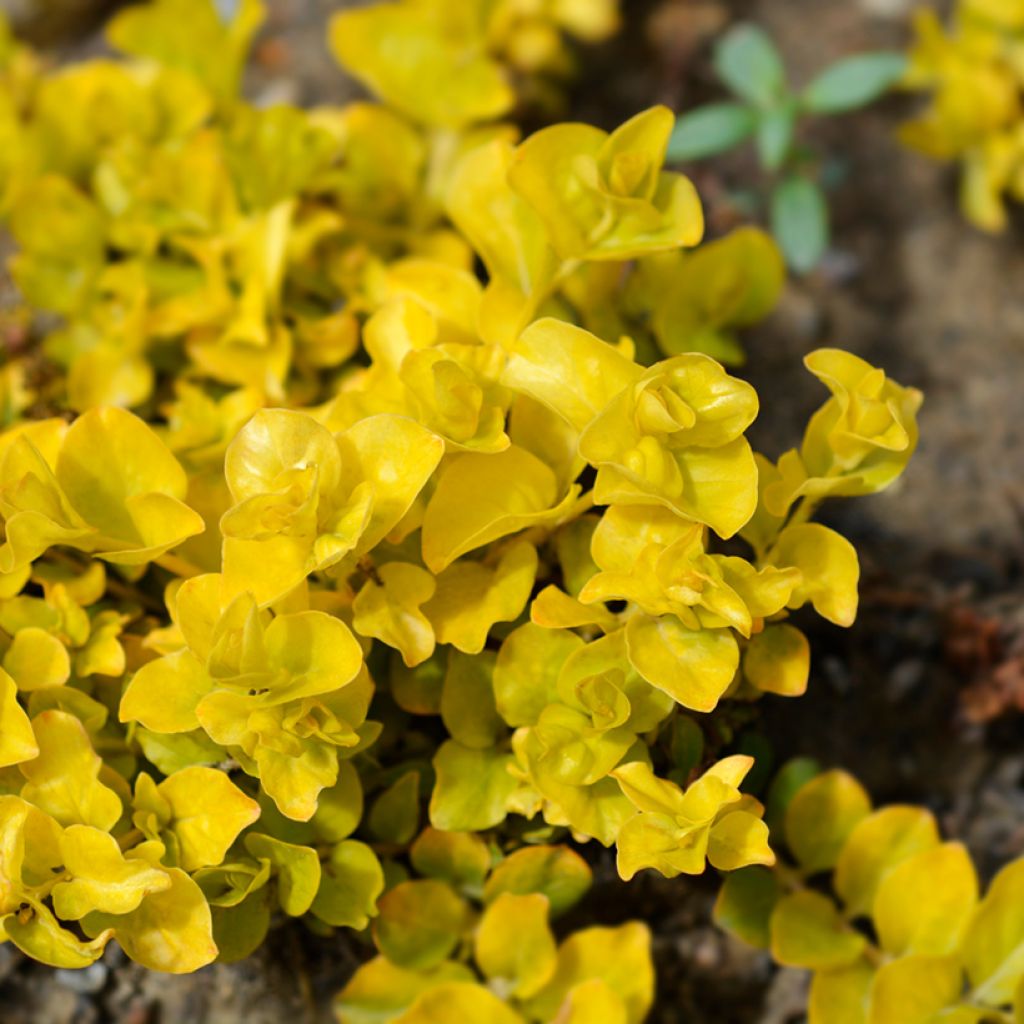 Lysimachia nummularia Aurea - Pfennigkraut