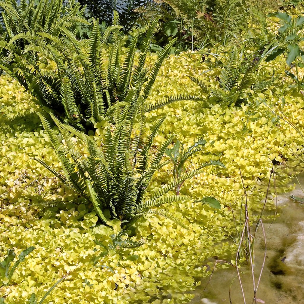 Lysimachia nummularia Aurea - Pfennigkraut