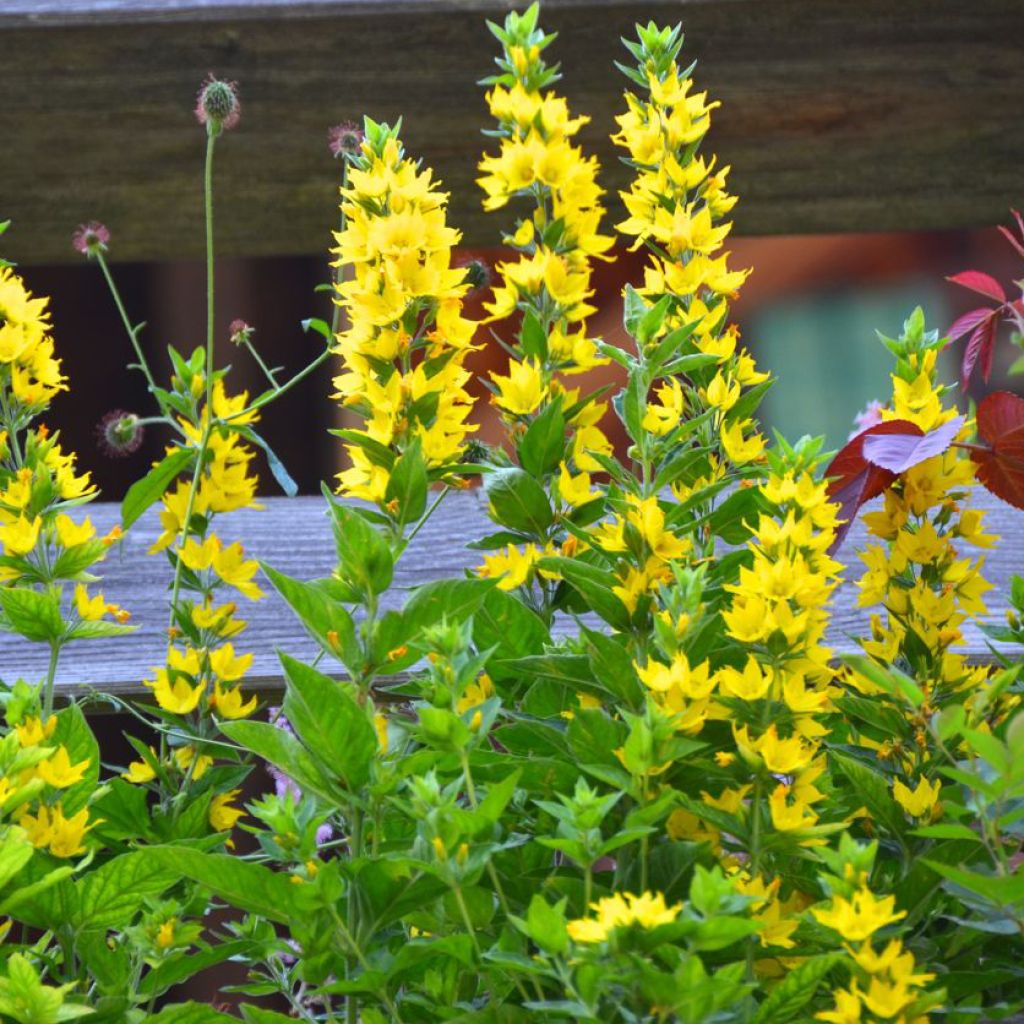 Lysimachia punctata - Gilbweiderich