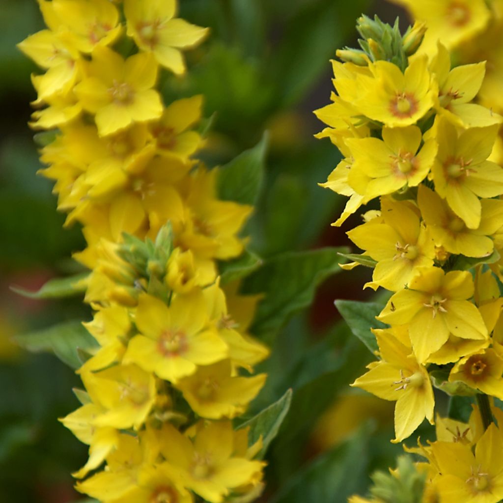 Lysimachia punctata - Gilbweiderich