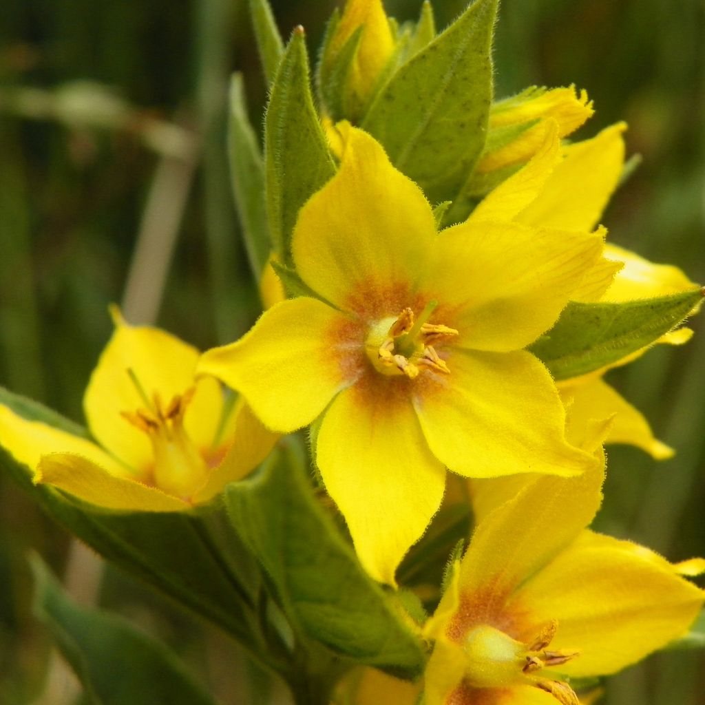 Lysimachia punctata - Gilbweiderich