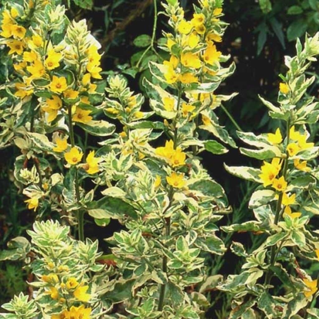 Lysimachia punctata Alexander - Gilbweiderich