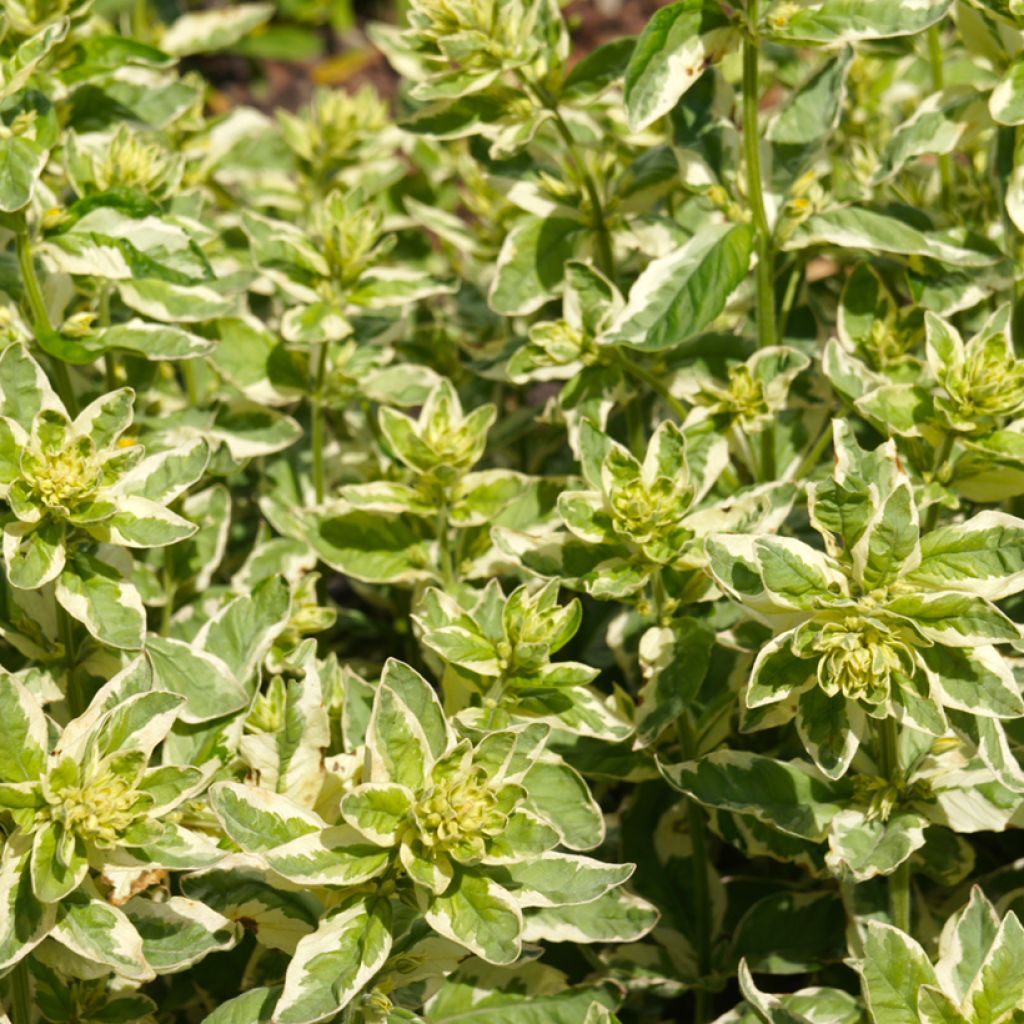 Lysimachia punctata Alexander - Gilbweiderich